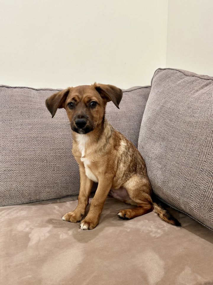 Hercules (Honey's Litter) 1