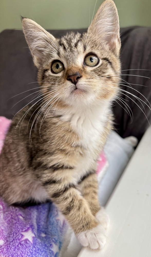 Anastasia thumbnail 2