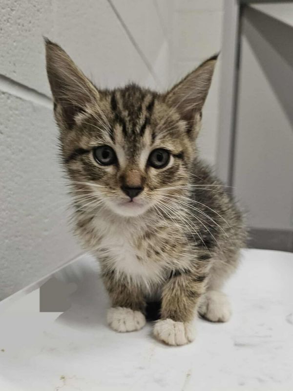 Anastasia thumbnail 3