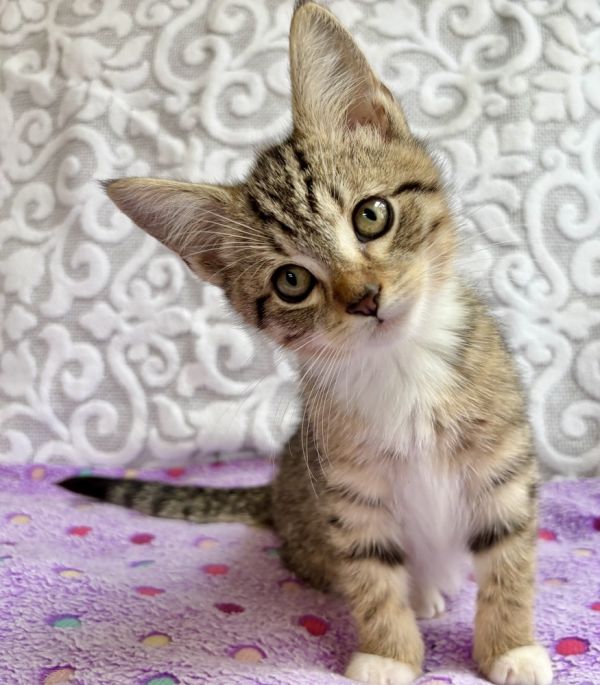 Anastasia thumbnail 4