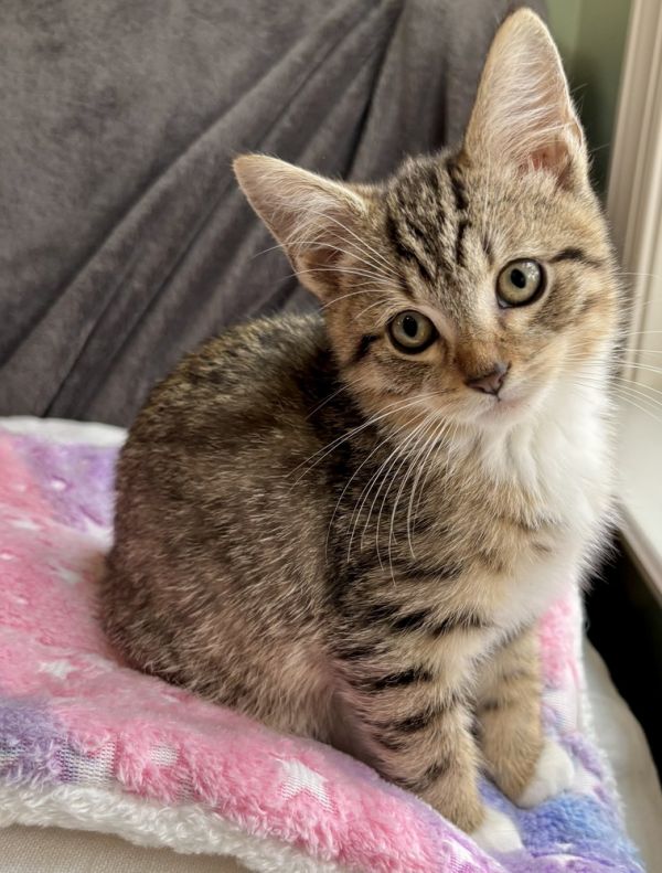 Anastasia thumbnail 5