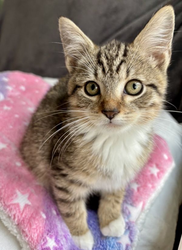 Anastasia thumbnail 6