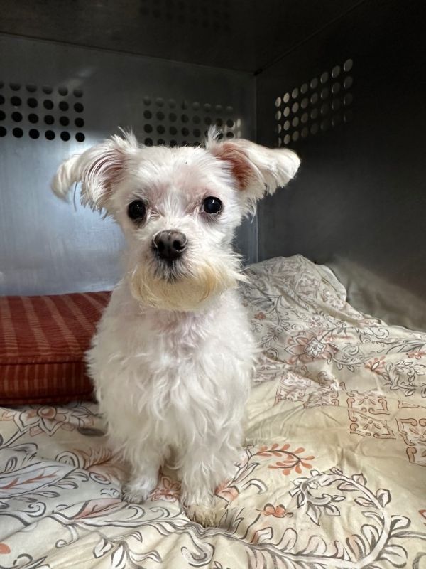 Marshmallow thumbnail 2