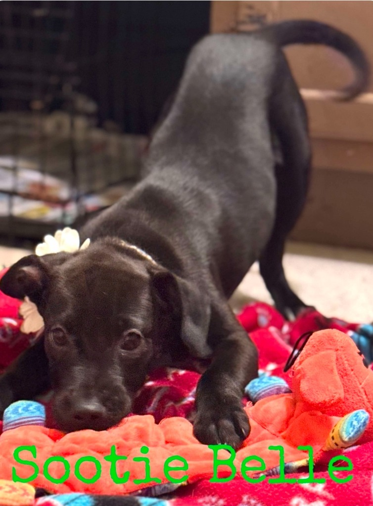 Sootie Belle