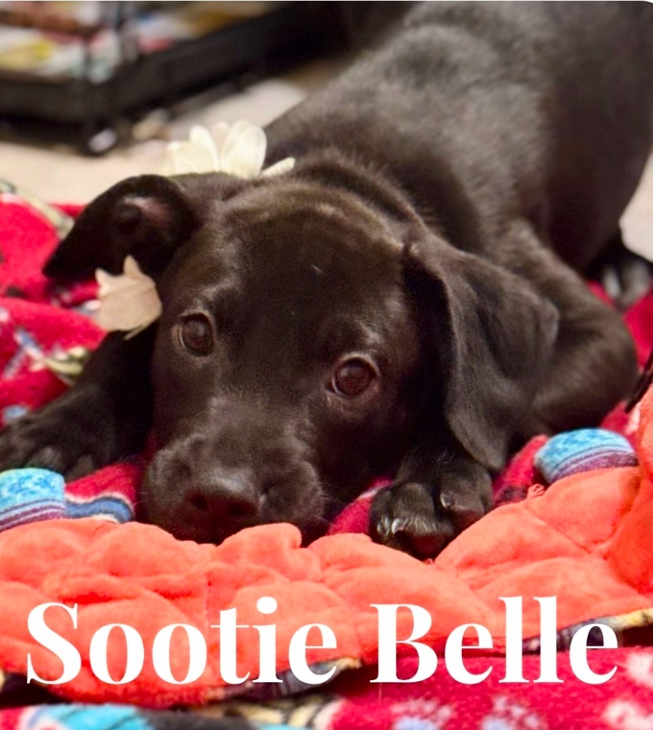 Sootie Belle
