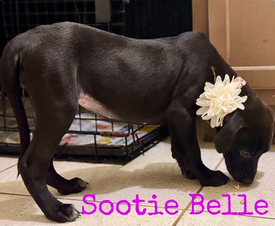 Sootie Belle