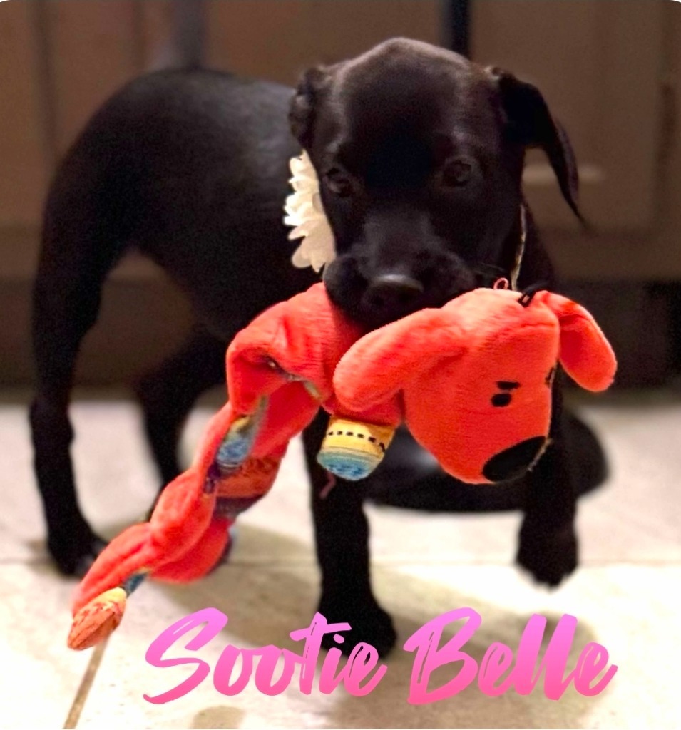 Sootie Belle