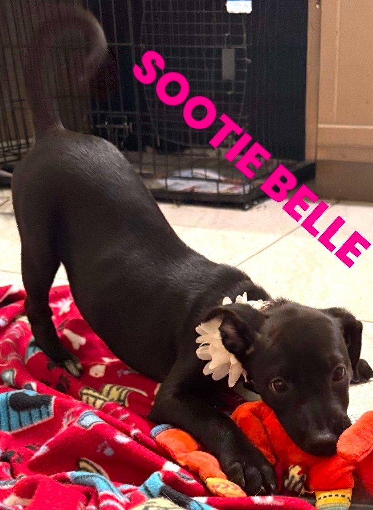 Sootie Belle