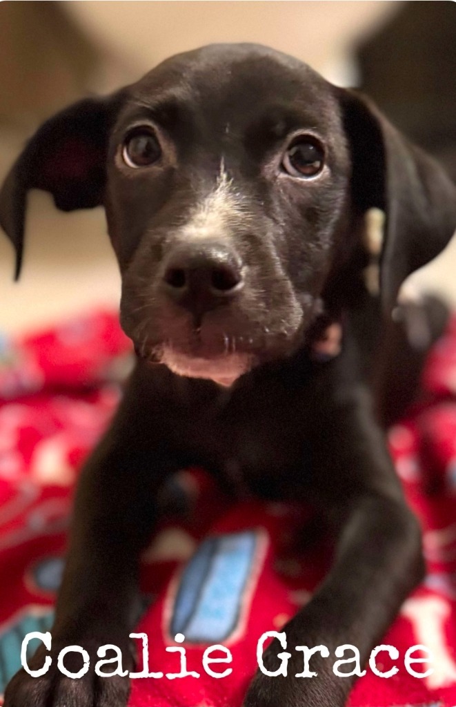 Coalie Grace