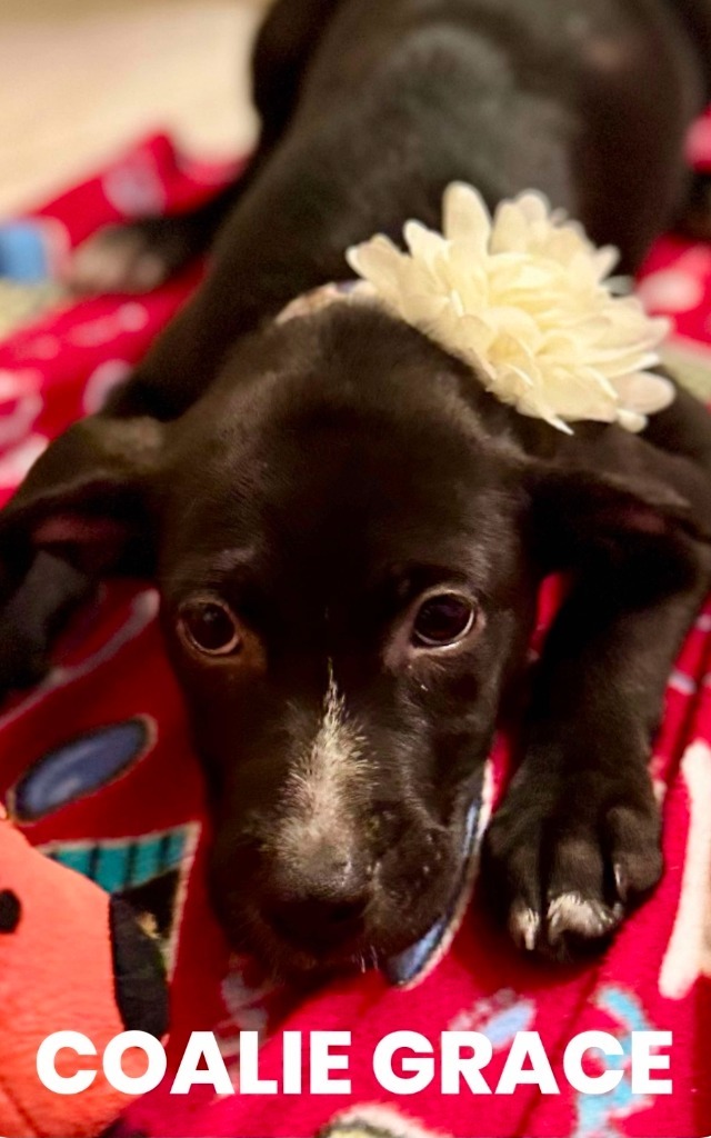 Coalie Grace