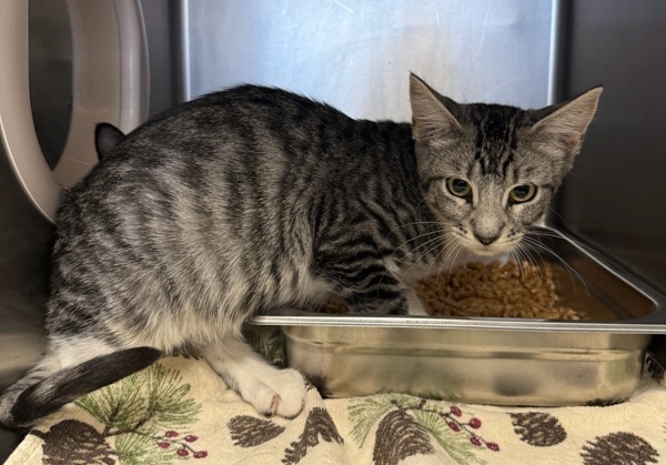 Zombie, an adoptable Domestic Short Hair in Great Falls, MT, 59405 | Photo Image 1