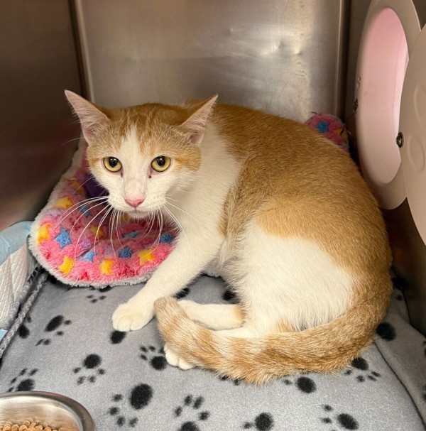 Sandra Dee, an adoptable Domestic Short Hair in Great Falls, MT, 59405 | Photo Image 1