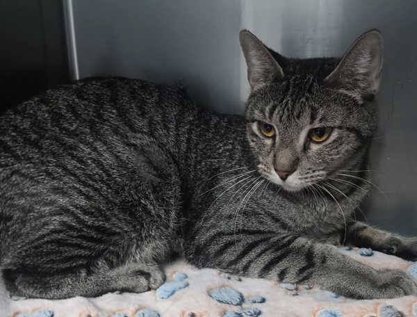 Nabisco, an adoptable Domestic Short Hair in Great Falls, MT, 59405 | Photo Image 1