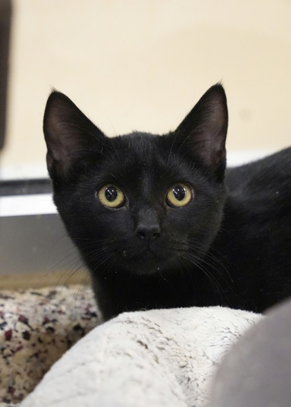 Ronnie Ratson 60472 1