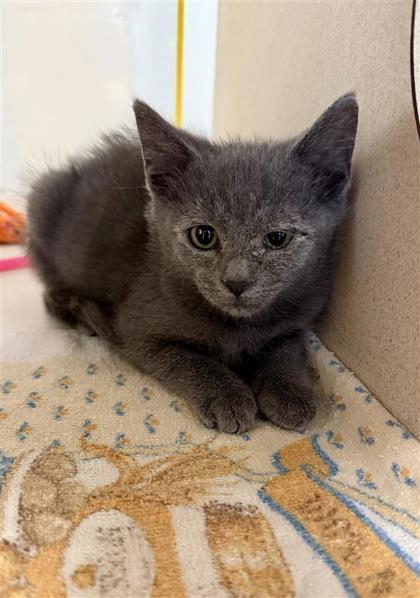 Werewolf, an adoptable Domestic Medium Hair, Domestic Short Hair in Hutchinson, KS, 67504 | Photo Image 1