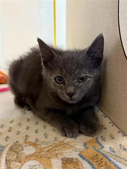 Werewolf, an adoptable Domestic Medium Hair, Domestic Short Hair in Hutchinson, KS, 67504 | Photo Image 2