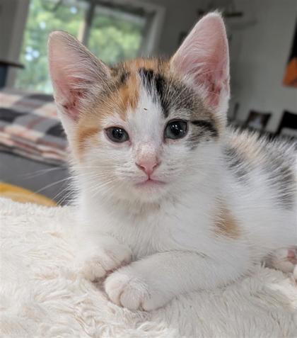 Raelynn, an adoptable Domestic Short Hair in Hutchinson, KS, 67504 | Photo Image 1