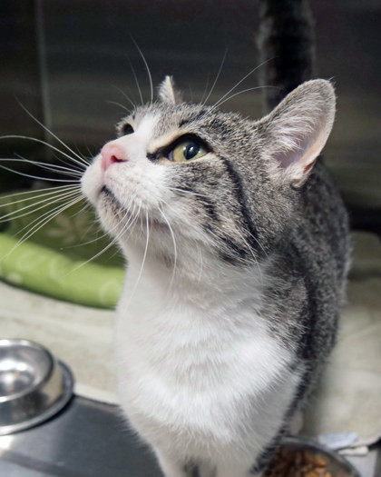 Charotte thumbnail 2