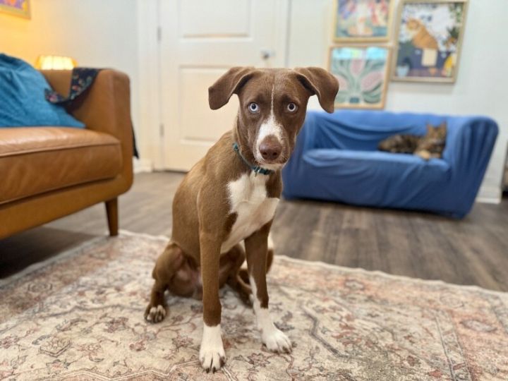 Mr Blue Sparkling Eyes, Tender heart 6