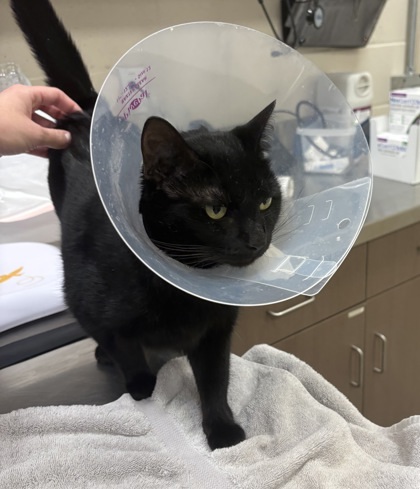 Lunar Eclipse thumbnail 2