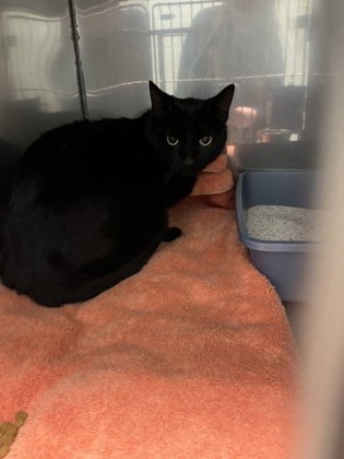 Lunar Eclipse thumbnail 3