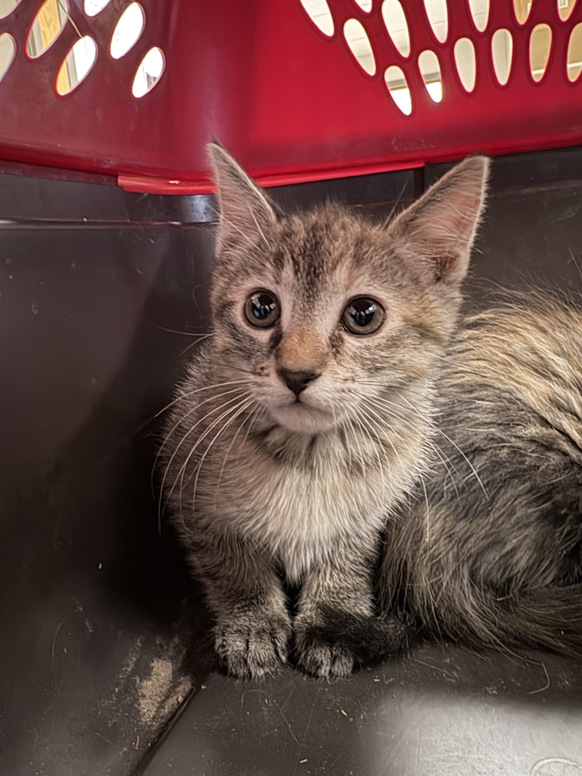 Maria, an adoptable Domestic Short Hair in Hays, KS, 67601 | Photo Image 1