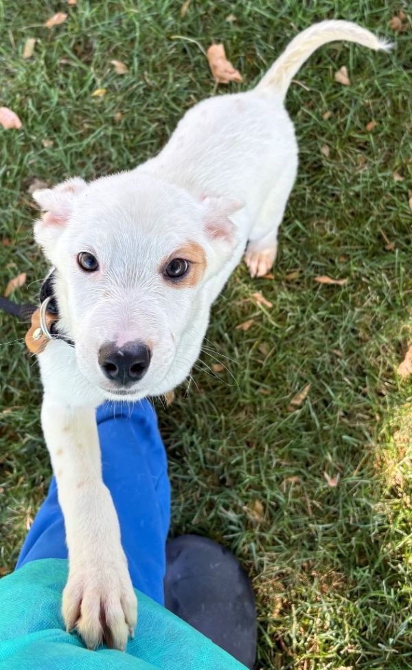 Penry Pooch thumbnail 2