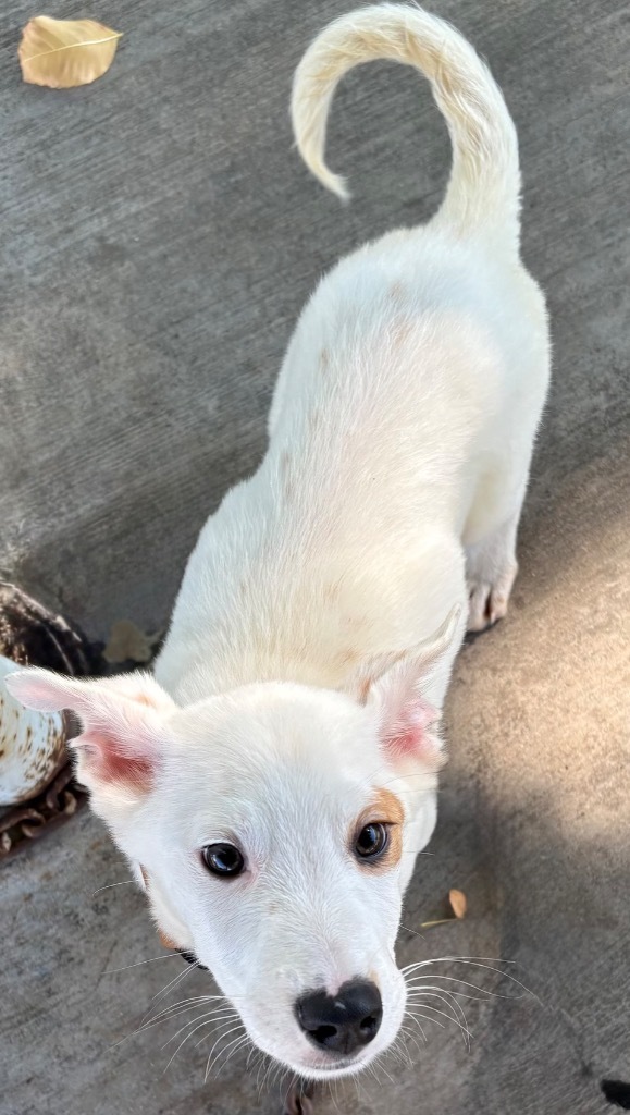 Penry Pooch thumbnail 3