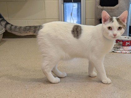 Burberry thumbnail 2