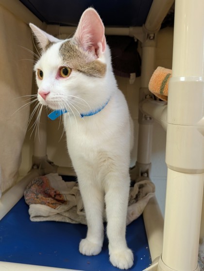 Burberry thumbnail 3