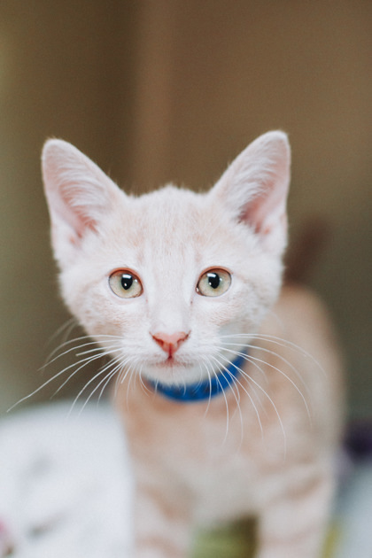 A Hidepetsmart Mt. Pleasant