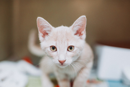 A Hidepetsmart Mt. Pleasant thumbnail 2