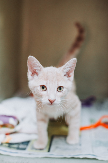 A Hidepetsmart Mt. Pleasant thumbnail 3