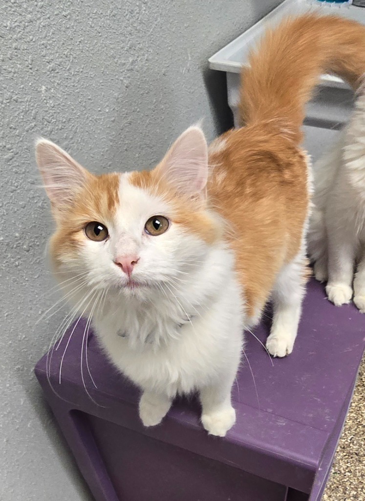 Sage, an adoptable Domestic Medium Hair in Pratt, KS, 67124 | Photo Image 1