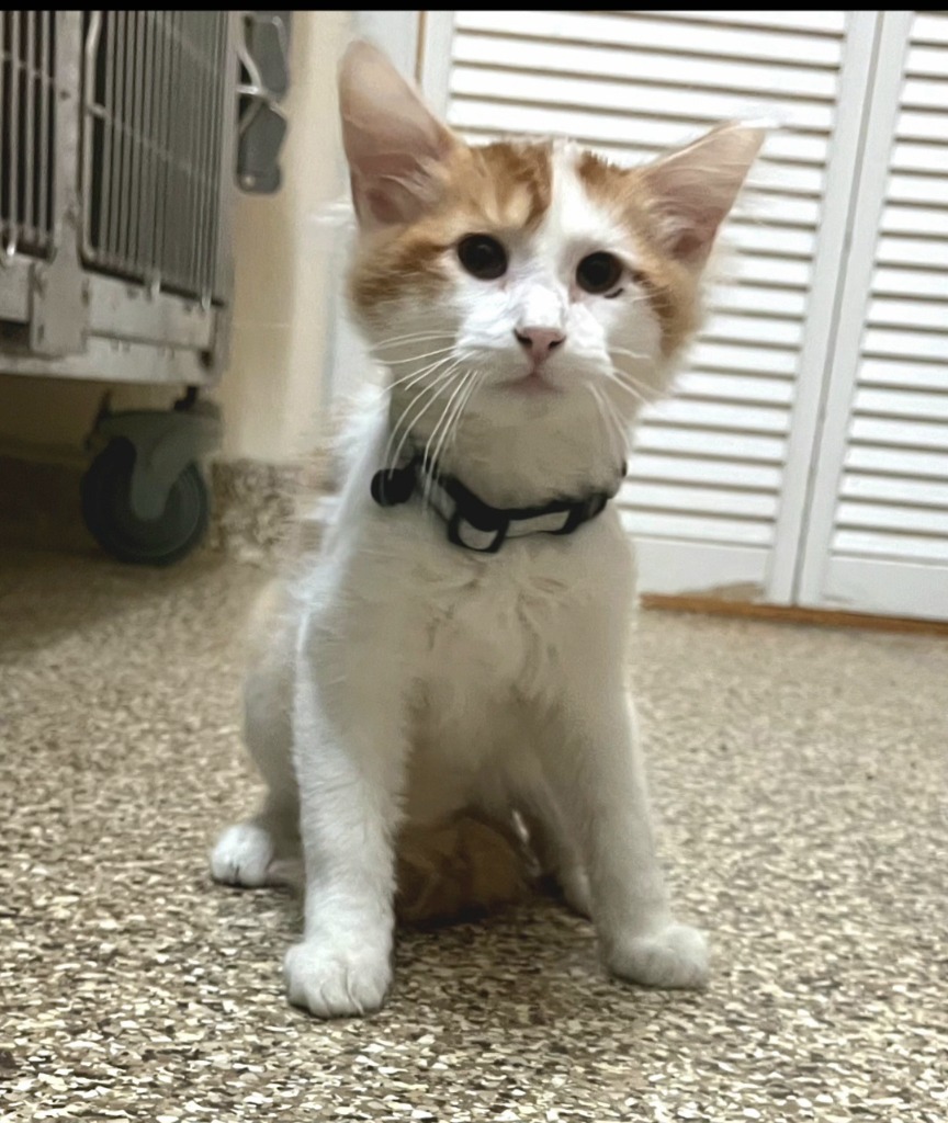 Sage, an adoptable Domestic Medium Hair in Pratt, KS, 67124 | Photo Image 2