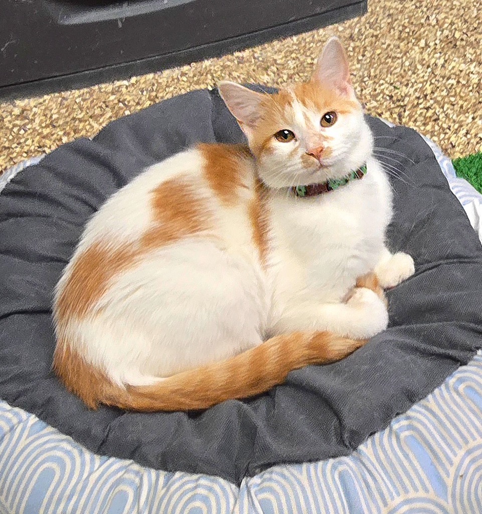 RoseMary, an adoptable Domestic Medium Hair in Pratt, KS, 67124 | Photo Image 1