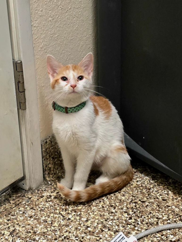 RoseMary, an adoptable Domestic Medium Hair in Pratt, KS, 67124 | Photo Image 2