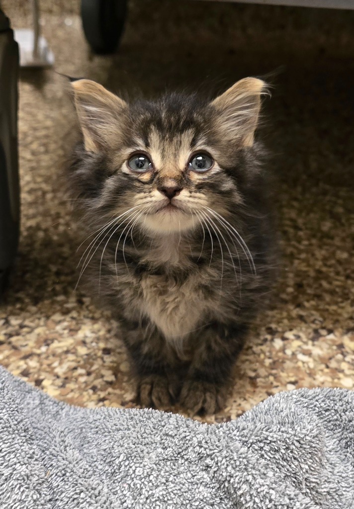 Archie, an adoptable Domestic Medium Hair in Pratt, KS, 67124 | Photo Image 1