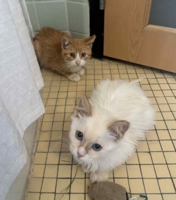 Marshmallow &amp; Graham photo 1