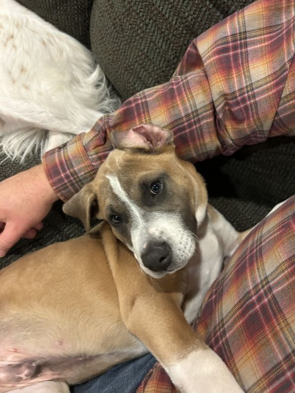 Enzo Howler thumbnail 2