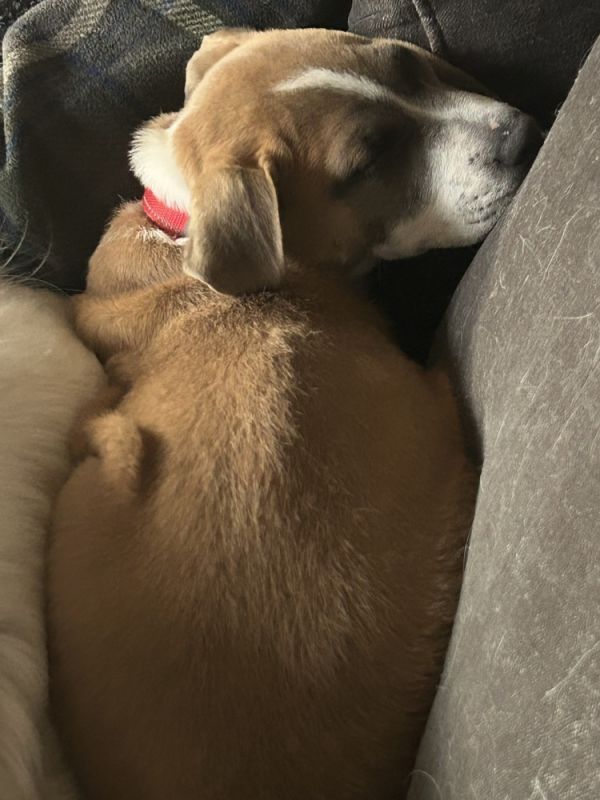 Enzo Howler thumbnail 3