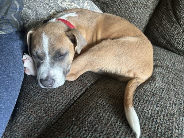 Enzo Howler thumbnail 4