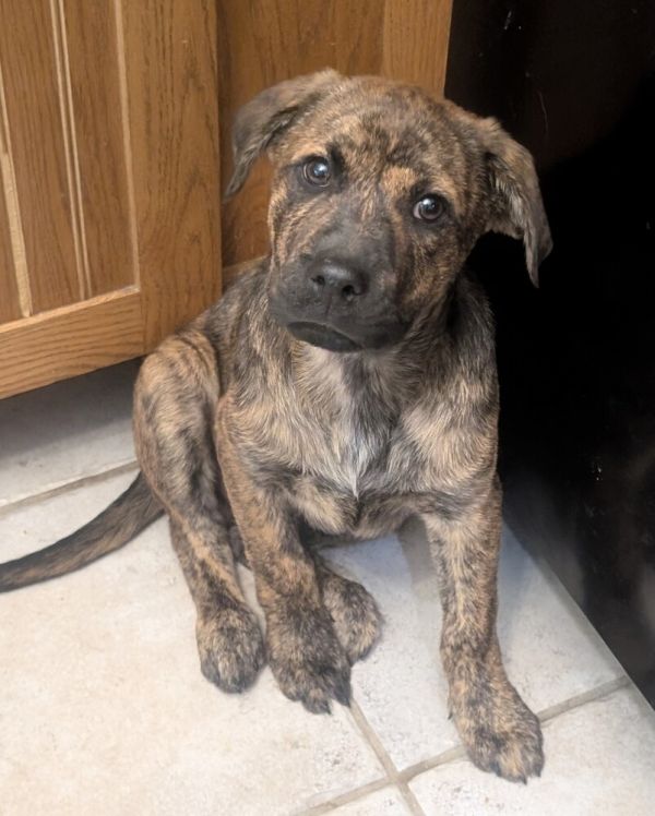 Baxter Howler thumbnail 2