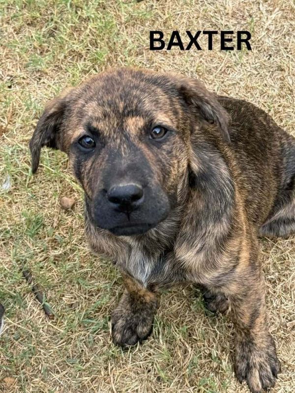 Baxter Howler thumbnail 3