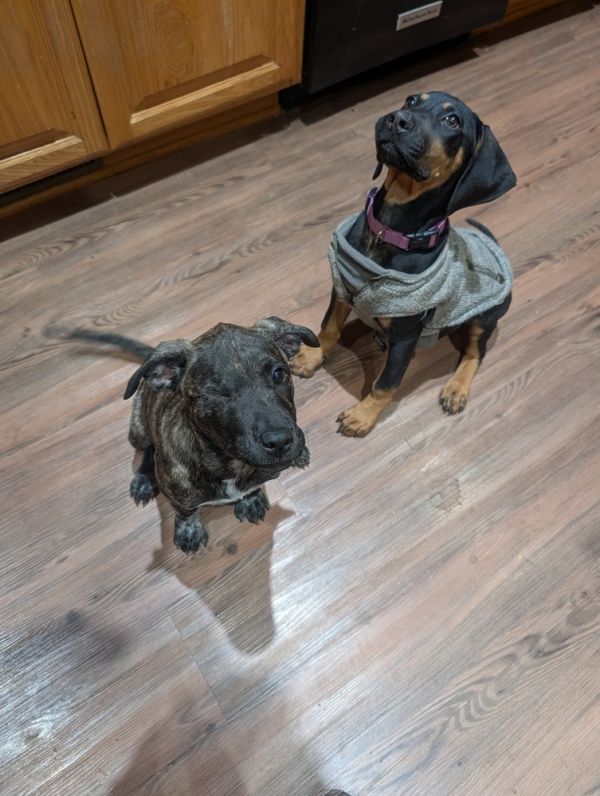 Bryn Howler thumbnail 2