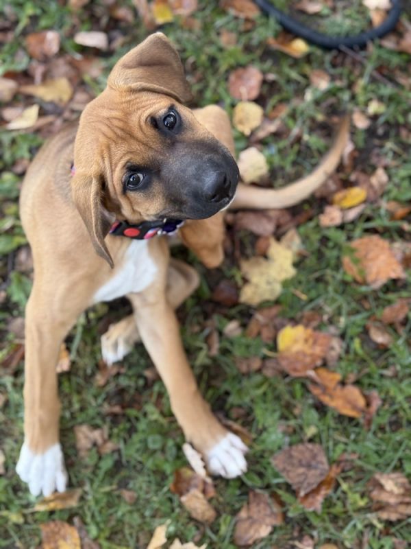 Addie Howler thumbnail 2