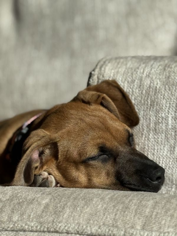 Addie Howler thumbnail 3