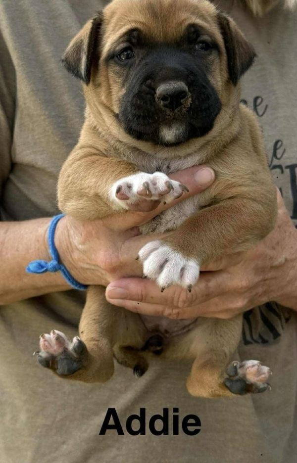 Addie Howler thumbnail 4