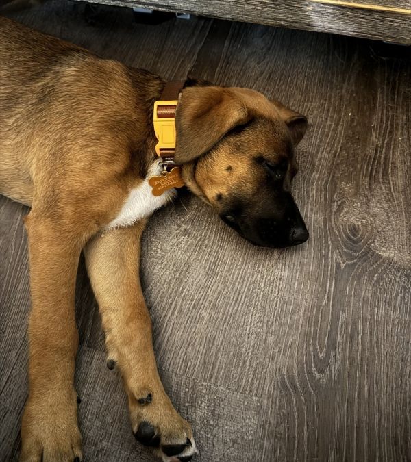 Clyde Howler thumbnail 3