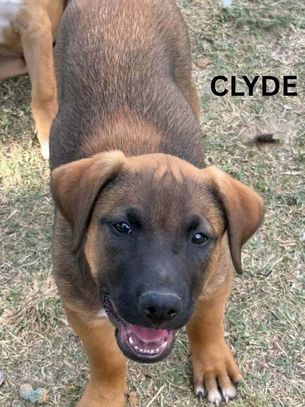 Clyde Howler thumbnail 5